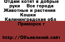 Отдам котят в добрые руки. - Все города Животные и растения » Кошки   . Калининградская обл.,Приморск г.